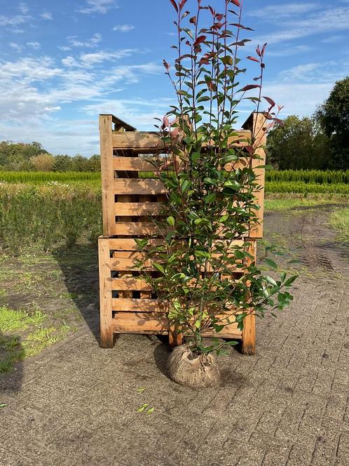 Mooie grote photinia Red Robin (glansmispel), Tuin en Terras, Planten | Bomen, Overige soorten, Volle zon, Ophalen