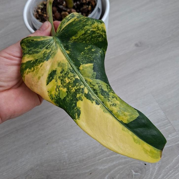 Philodendron Domesticum variegata stek, Huis en Inrichting, Kamerplanten, Minder dan 100 cm, Halfschaduw, Ophalen of Verzenden