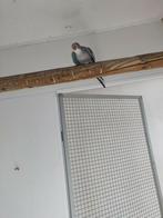 Prinses, Dieren en Toebehoren, Vogels | Overige Vogels, Mannelijk, Geringd