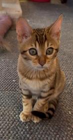bengaalse kitten 3 maanden, Dieren en Toebehoren, Katten en Kittens | Overige Katten, Poes, Kortharig, 0 tot 2 jaar