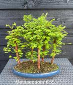 Japanse Bonsai buiten in diverse soorten en maten, Tuin en Terras, Planten | Bomen, In pot, Halfschaduw, Lente, Minder dan 100 cm