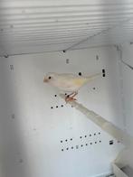 Hele mooie witte kanarie te koop, Mannelijk, Zangkanarie