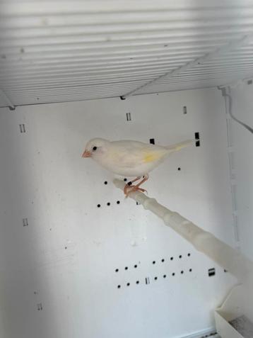 Hele mooie witte kanarie te koop beschikbaar voor biedingen