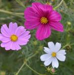 Cosmea zaailingen /Cosmos bipinnatus / Rose Picotee, Volle zon, Eenjarig, Zomer, Ophalen