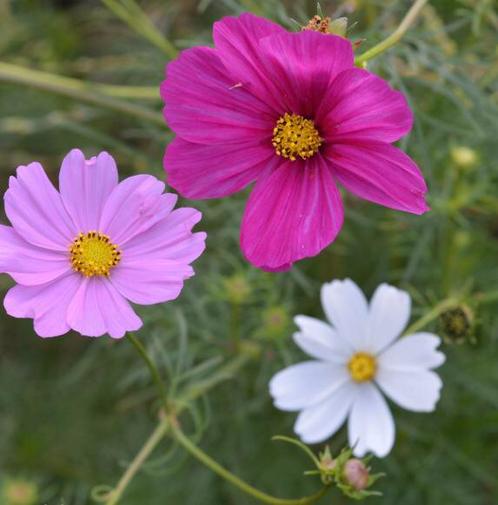 Cosmea zaailingen /Cosmos bipinnatus / Rose Picotee, Tuin en Terras, Planten | Tuinplanten, Eenjarig, Overige soorten, Volle zon