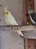 Jonge valkparkieten, Dieren en Toebehoren, Vogels | Parkieten en Papegaaien, Geslacht onbekend, Parkiet