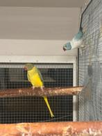 Violet groene opaline bleekstaart., Dieren en Toebehoren, Vogels | Parkieten en Papegaaien, Vrouwelijk, Parkiet, Geringd