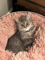 Raszuiver britse korthaar kittens, Dieren en Toebehoren, Katten en Kittens | Raskatten | Korthaar, Meerdere dieren, Ontwormd, 0 tot 2 jaar