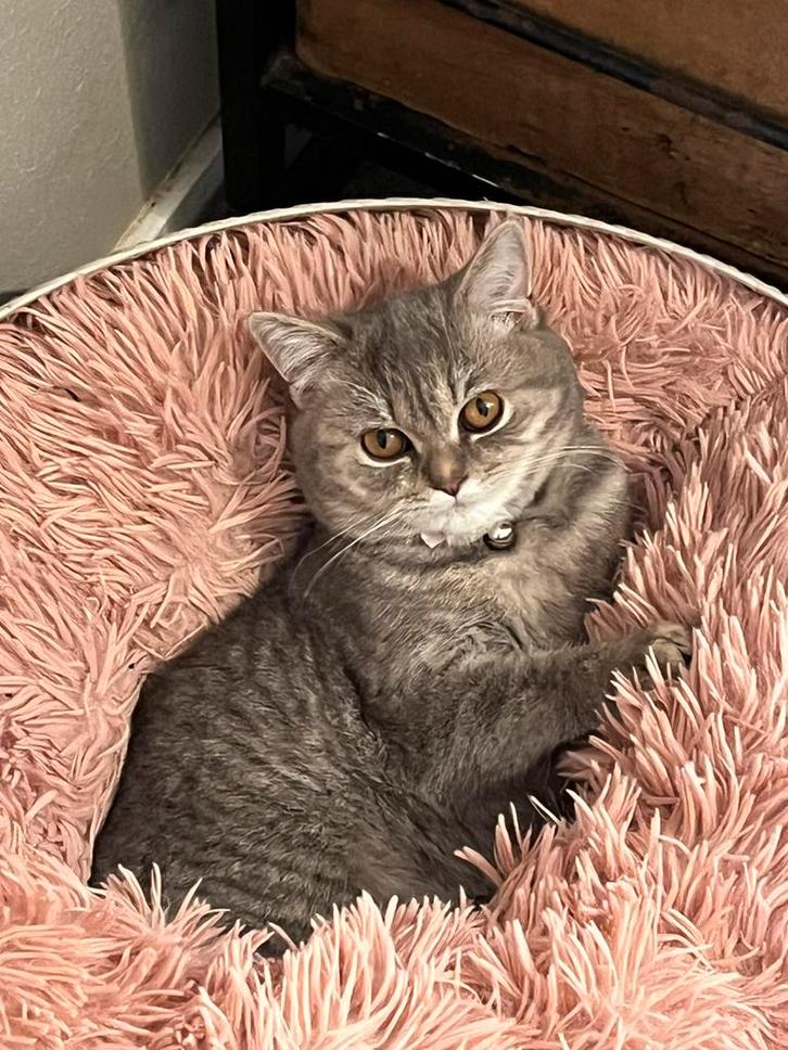 Raszuiver britse korthaar kittens, Dieren en Toebehoren, Katten en Kittens | Raskatten | Korthaar, Meerdere dieren, 0 tot 2 jaar