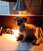 Shih tzu pups/boomer, Overige rassen, 8 tot 15 weken, Meerdere, Meerdere dieren