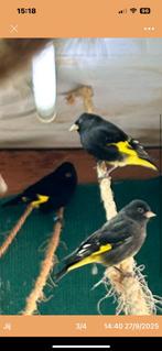 Te koop, Dieren en Toebehoren, Vogels | Overige Vogels, Meerdere dieren, Geringd