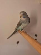 Mooie jonge blackwing parkiet, Dieren en Toebehoren, Vogels | Parkieten en Papegaaien, Vrouwelijk, Parkiet, Geringd