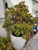 Vetplant crassula, Ophalen, Halfschaduw, 100 tot 150 cm