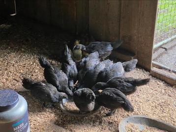 Ayam Cemani kuikens te koop beschikbaar voor biedingen