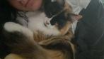 Lieve prachtig mooie kat zoekt 5-️️️️️ huisje!, Dieren en Toebehoren, Katten en Kittens | Raskatten | Korthaar, Poes, Gechipt