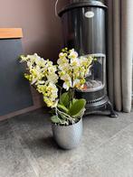 XXL ORCHIDEE elders meer dan €50,- dus sla uw slag, Huis en Inrichting, Kamerplanten, Ophalen, Minder dan 100 cm
