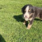 Boulab pups te koop Labrador x Berner Sennen, Particulier, Rabiës (hondsdolheid), Meerdere, 8 tot 15 weken
