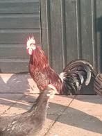 Friese Roodbonte Haan, Dieren en Toebehoren, Pluimvee, Mannelijk, Kip