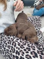 Lieve Labrador x Bordercollie pups, speelse puppy's, Dieren en Toebehoren, CDV (hondenziekte), 8 tot 15 weken, Labrador retriever
