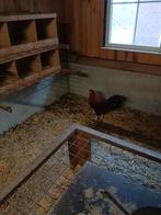 Haan, Dieren en Toebehoren, Pluimvee, Mannelijk, Kip