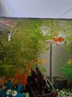 Guppen, Dieren en Toebehoren, Vissen | Aquariumvissen, Vis