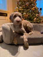 Australian Labradoodle reu  (herplaatsing), Dieren en Toebehoren, Rabiës (hondsdolheid), Overige rassen, 1 tot 2 jaar, Meerdere dieren