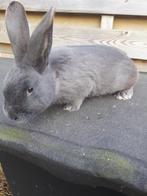 Te koop Vlaamse reuzen ram 3 maand oud, Dieren en Toebehoren, Konijnen, Mannelijk, Groot