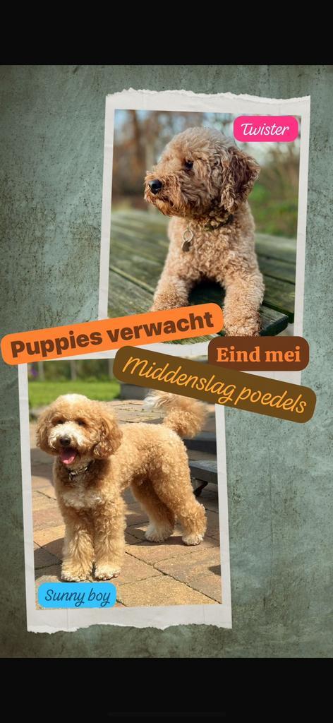 Nestaankondiging middenslagpoedel pups, Dieren en Toebehoren, Honden | Chihuahua's en Gezelschapshonden, Meerdere dieren, Poedel
