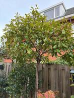 Red Robin bomen, Tuin en Terras, Planten | Bomen, Ophalen of Verzenden, Lente, Volle zon, Overige soorten