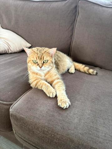 Britse korthaar poes met stamboom beschikbaar voor biedingen