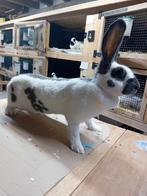 Lotharinger, Dieren en Toebehoren, Vrouwelijk, Groot, 0 tot 2 jaar