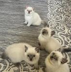 Britse korthaar Kitten (mogen gelijk mee.), Dieren en Toebehoren, Katten en Kittens | Raskatten | Korthaar, Poes