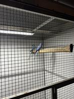 Kweekkoppel halsband halsbanparkiet, Dieren en Toebehoren, Vogels | Parkieten en Papegaaien, Meerdere dieren, Parkiet