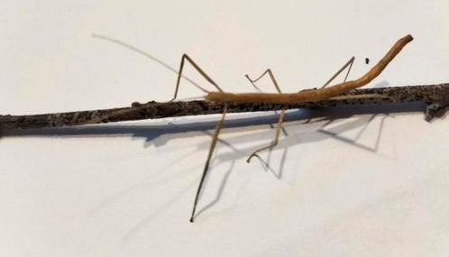Indische wandelende takken plus eitjes tekoop, Dieren en Toebehoren, Insecten en Spinnen, Wandelende tak