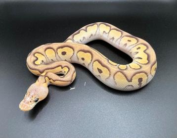 0.1 Pastel Mojave Clown ball python regius te koop beschikbaar voor biedingen