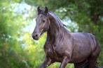 Lease paard gezocht, Dieren en Toebehoren, Ophalen of Verzenden, Nieuw