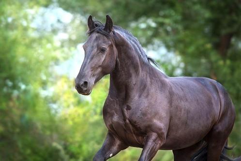 Lease paard gezocht, Dieren en Toebehoren, Paarden en Pony's | Verzorgingsproducten, Nieuw, Ophalen of Verzenden