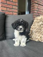 Mooie kleine boomer x labradoodle pups, Overige rassen, CDV (hondenziekte), 8 tot 15 weken, Meerdere