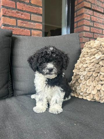 Mooie kleine boomer x labradoodle pups beschikbaar voor biedingen