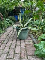 Agave americana ‘Variegata’ Latijnse naam, Volle zon, Vaste plant, Bloeit niet, Ophalen