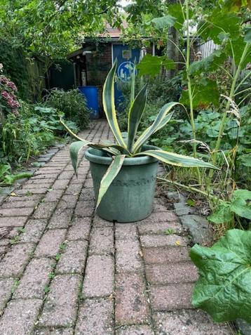 Agave americana ‘Variegata’ Latijnse naam beschikbaar voor biedingen