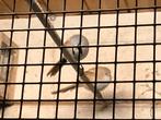 Koppel baardmannetjes, Dieren en Toebehoren, Meerdere dieren, Wildzangvogel