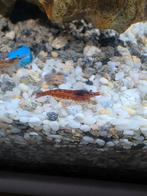 Gemengde garnalen aangeboden, Dieren en Toebehoren, Vissen | Aquariumvissen, Vis