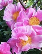 Pioenroos.....🌸🌸🌸....Roze, Tuin en Terras, Ophalen, Vaste plant
