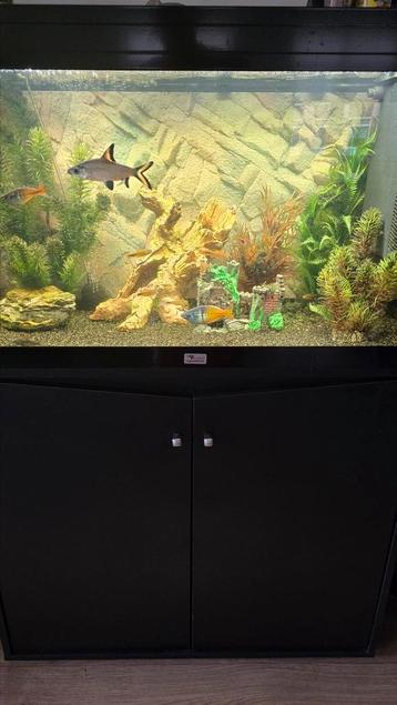 Mooie aquarium inclusief inhoud beschikbaar voor biedingen