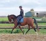 4 jarige KWPN ruin ALL MUSIC x CAMPBELL VDL, Dieren en Toebehoren, Paarden, Springpaard, B, Gechipt, Ruin