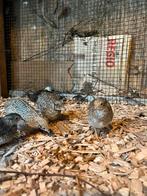 3 jonge chinese dwergkwartels, 2-1, Dieren en Toebehoren, Pluimvee, Geslacht onbekend, Overige soorten