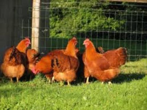 New Hampshire kippen., Dieren en Toebehoren, Pluimvee, Kip, Vrouwelijk