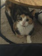 Lapjeskat vrouwtje, Dieren en Toebehoren, Poes