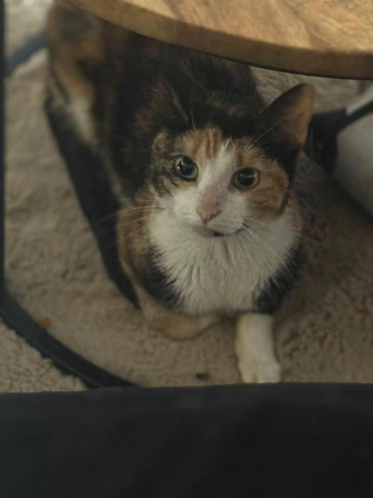 Lapjeskat vrouwtje, Dieren en Toebehoren, Katten en Kittens | Overige Katten, Poes